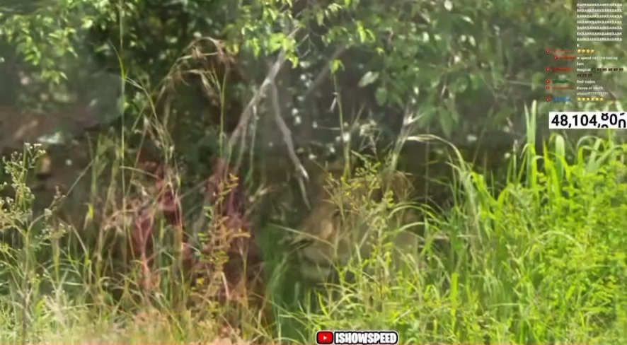 Speed really said ‘forget the real lyrics, I’m summoning these lions MY way’ 😂🦁🇰🇪 anything to get the lions out of the bush! 🎤😭 Follow the action; #MagicalKenya #IShowSpeed #SpeedInKenya #OriginOfWonder #MaasaiMara KenyanSafari SpeedOnSafari
