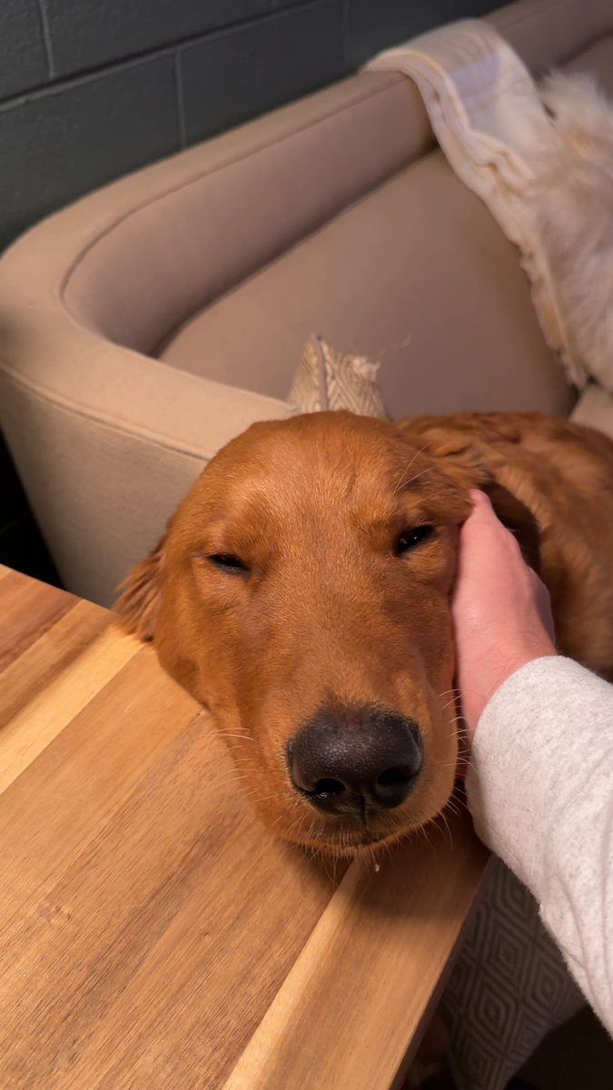 Every morning when I go to make coffee, my Golden Retriever puppy jumps on the couch, puts his head on the counter, and asks for a pet. Figured I would add something wholesome to the timeline today ❤️