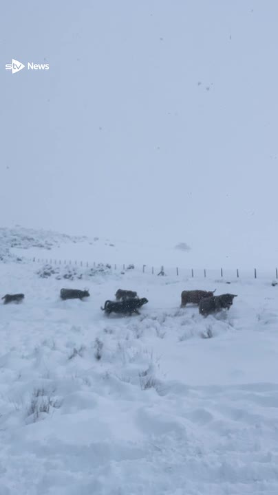 Highland cows play and race in the snow