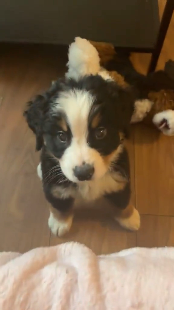 Aww so cute sweet puppy 🐶🩷