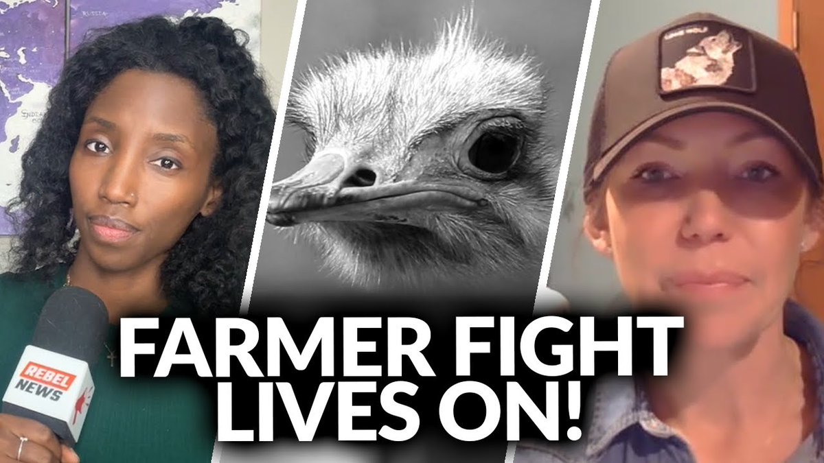 Where is the ostrich farm now, two months after the CFIA slaughter? It's been 60 days since the Canadian Food Inspection Agency carried out a slaughter of ostriches at a B.C. farm. Katie Pasitney (Universal Ostrich Farms), daughter of the farm's co-owner, describes the emotional toll, lingering restrictions, damaged property and unanswered questions following the federal government's slaughter of a healthy flock. It has been two months since the Canadian Food Inspection Agency massacred hundreds of healthy ostriches in Edgewood, British Columbia under the banner of “protecting” public and animal health from a virus that passed through the herd a year earlier. In today’s report, we hear from Katie Pasitney, the adult daughter of farm co-owner Karen Esperson and farm helper to get on update on the aftermath to the devastating blow to the families pursuit to save their flock and farming security. “There’s no handbook on it,” Pasitney told Rebel News when reflecting what it was like for the family in the weeks following the slaughter. “You go through adrenaline for a year trying to protect animals that you can see and that you can touch, and then all of a sudden they’re not there anymore.” According to Pasitney, the loss has reshaped daily life in ways that are still difficult to process. She said the absence of the flock, and the routine that came with caring for them, remains one of the hardest burdens to bear. The physical aftermath of the operation has only compounded that trauma. Pasitney said the CFIA left behind what she described as a scene of destruction: hay bales torn apart and scattered across the fields, shell casings mixed into the straw, and security cameras damaged or rendered unusable. Despite the avian-flu-recovered birds being gone, Pasitney said the farm is still officially considered under quarantine until May, a designation the family rejects outright. She characterized the ongoing restrictions not as a public-health measure, but as punishment. “The world knows this wasn’t about a viral threat,” she told Rebel News. “This was about a theatrical display of punishment for using our voices.” Pasitney also addressed concerns raised by viewers who watched Rebel News’ live coverage, particularly the obstruction and apparent damage to the farm’s security cameras. She said they confirmed that some of the cameras the farm installed to monitor predators and protect the herd and property were damaged by the CFIA when the agency obstructed them. Financially, the fallout continues. Pasitney acknowledged that despite lengthy court battles and mounting legal costs, the farm has received no compensation and has had no meaningful communication suggesting compensation is forthcoming. What has been disclosed, she noted, is how much taxpayer money was spent to destroy the flock; not how the farmers will be made whole. Looking ahead, Pasitney said the family is focused on accountability and reform. She described 2026 as a year dedicated to ensuring what happened at Universal Ostrich Farms in Edgewood does not happen again — not just for ostrich farmers, but for anyone involved in Canadian agriculture. The farm is now working toward developing a new framework aimed at calling on the government to protect farmers, encouraging innovation, and ensuring those who work in agriculture have a seat at the table when life-altering decisions are made.