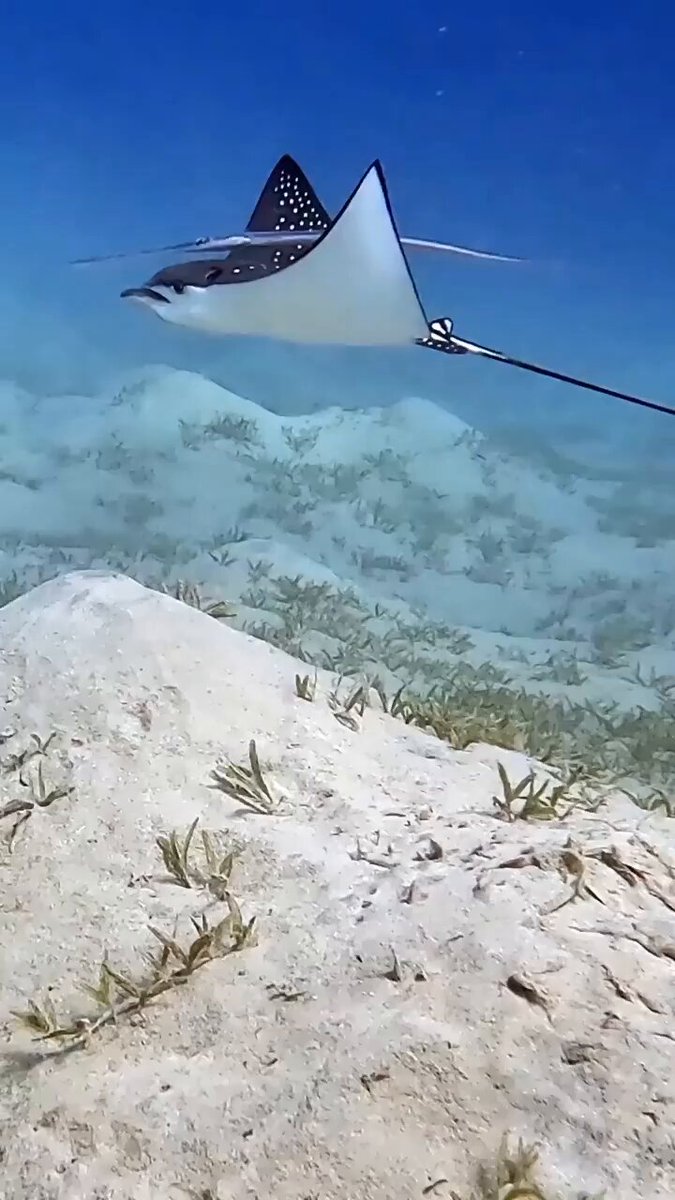 Ocean life captured in a moment.