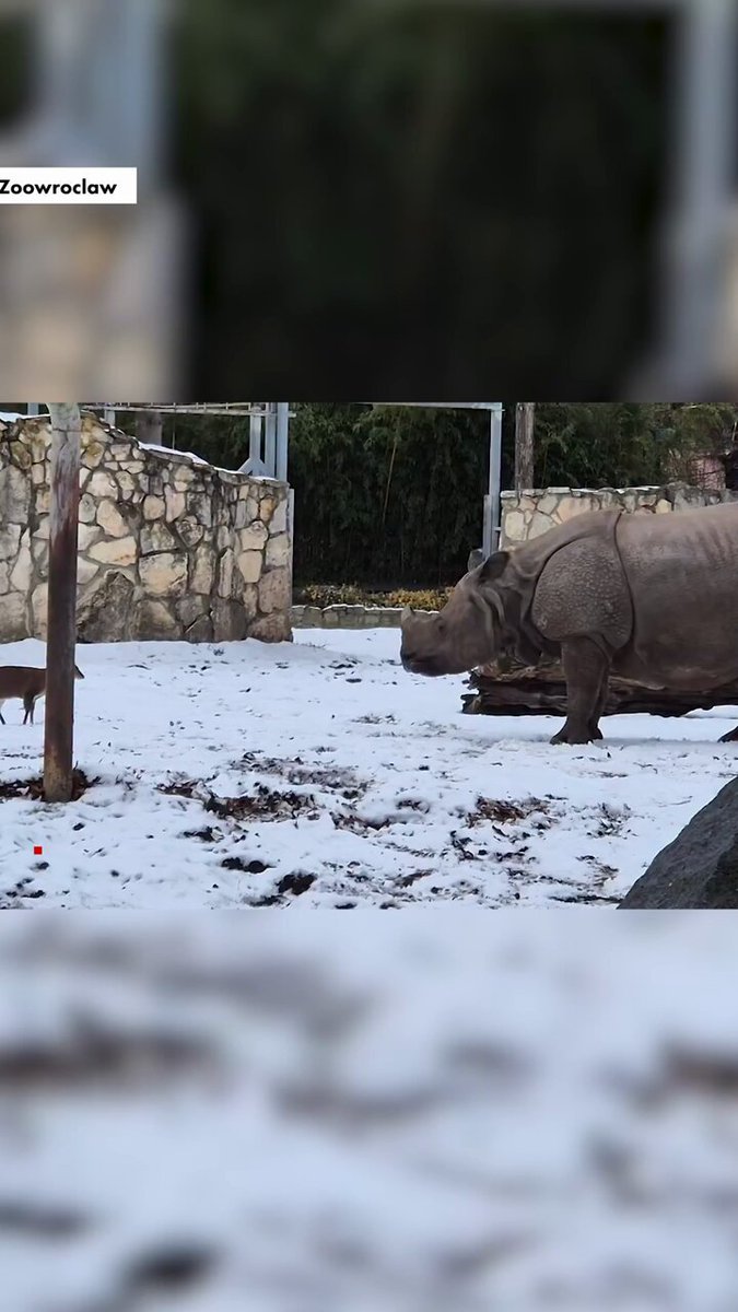 Tiny deer fearlessly fights off giant rhinoceros