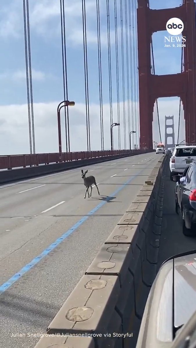 Traffic briefly came to a halt on the Golden Gate Bridge last week so a deer could make its way across.