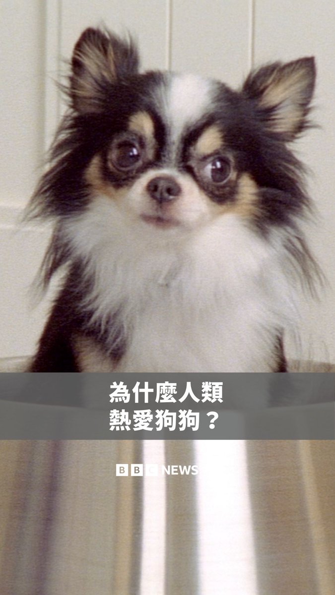 你有养狗吗?🐶所有的狗,包括娇小的吉娃娃,都源自古老的狼。科学家认为,大约在2万到4万年前,牠们开始演化成狗,成为第一种被驯化的动物。