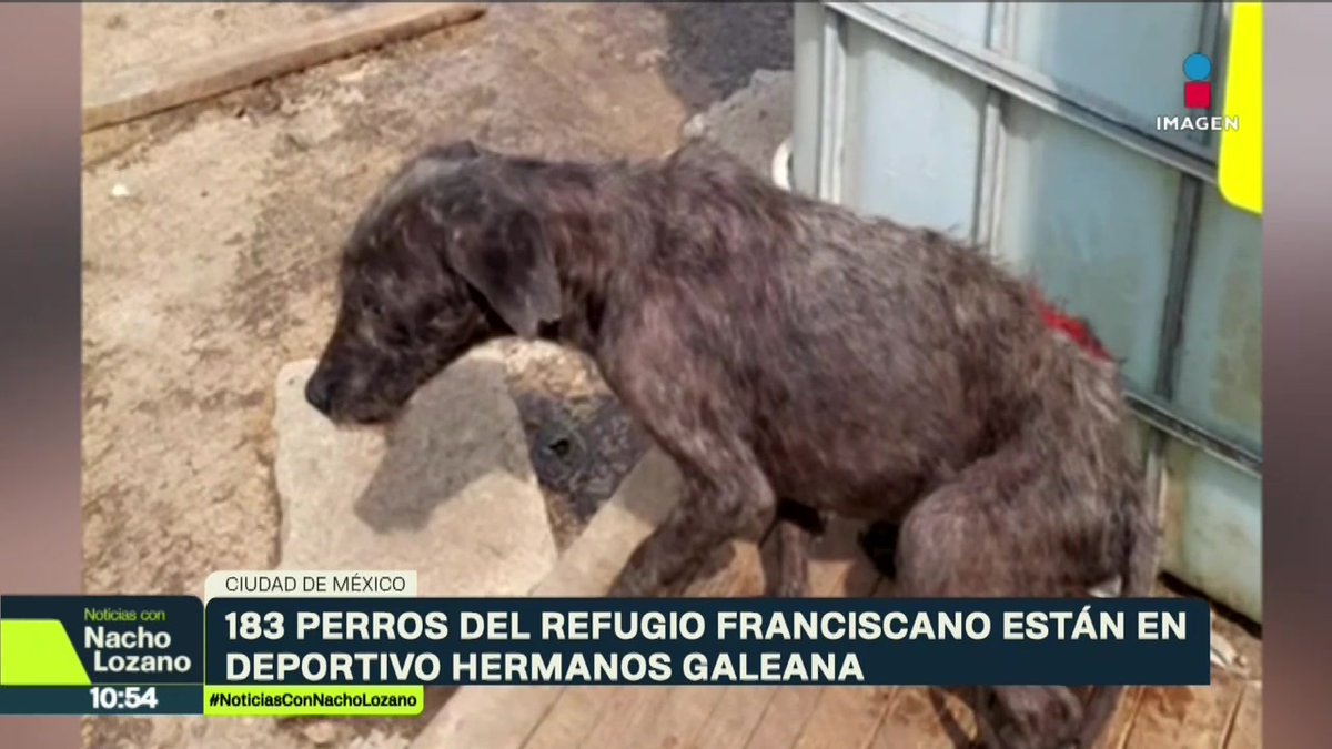 Algunos de los animales del Refugio Franciscano permanecen dentro de transportadoras desde el 7 de enero, cuando fueron retirados del inmueble en #Cuajimalpa. Actualmente están en Utopía, una obra en construcción en la Alcaldía Gustavo A. Madero. Visitamos el lugar y así los encontramos: