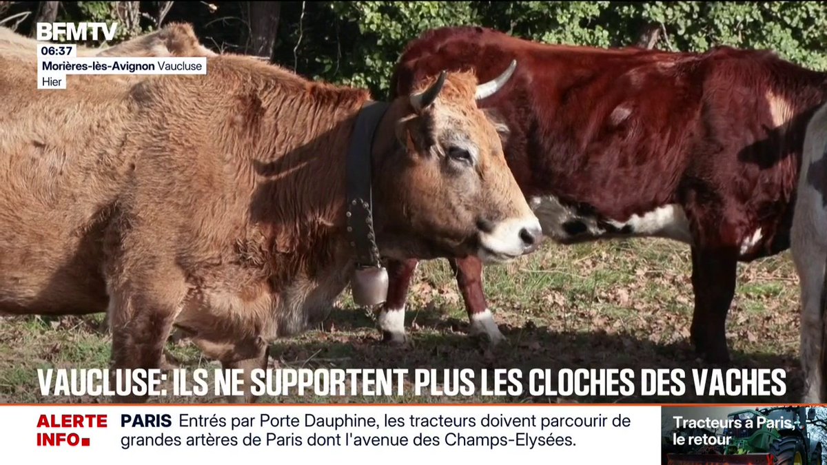 "Qu'ils aillent habiter ailleurs si ça ne leur convient pas" Une habitante de Morières-lès-Avignon (Vaucluse) ne supporte plus le bruit des cloches des vaches