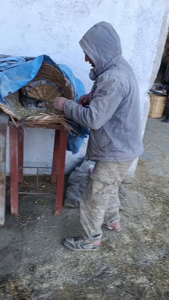 Bir adam, gurk yatan tavuğunun altında sadece bir yumurta olduğunu görünce marketten yumurta alıp tavuğun altına koyuyor, ancak hepsinin horoz çıkacağını bildiğini de ifade ediyor.
