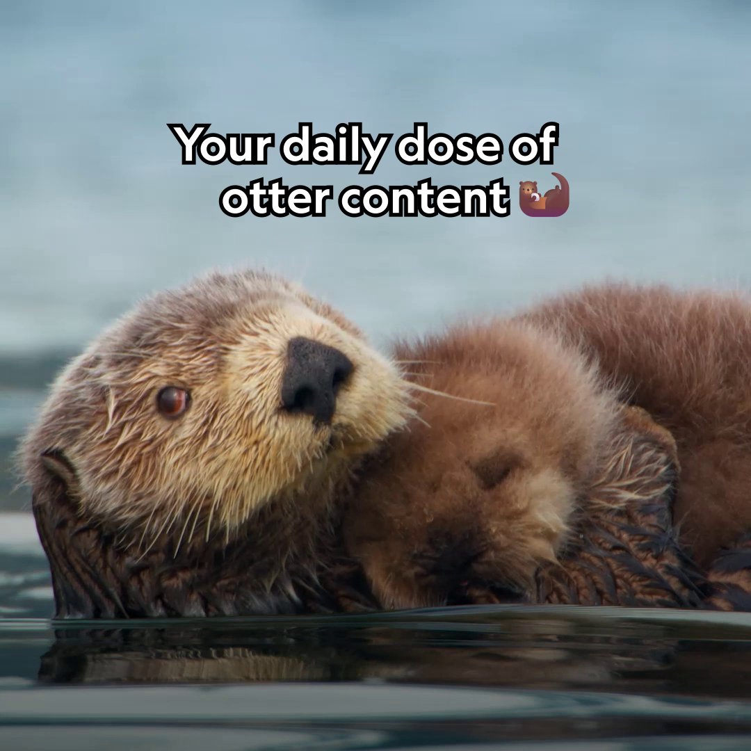 That looks like the best cuddle ever 🥹 #AmericasNationalParks is now streaming on Disney+.