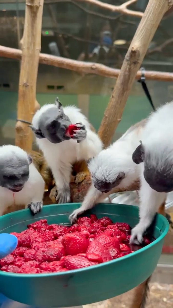 ๐๐ Sound up for the pied tamarin ASMR you didnโt know you needed!
