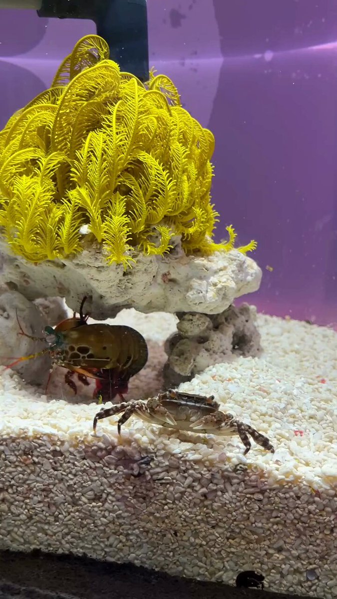 モンハナシャコのパンチは水槽越しでも聴こえます！ ものの数秒でエサのカニを捕獲していました 音量ONでぜひ聴いてみてくださいね👂 #モンハナシャコ