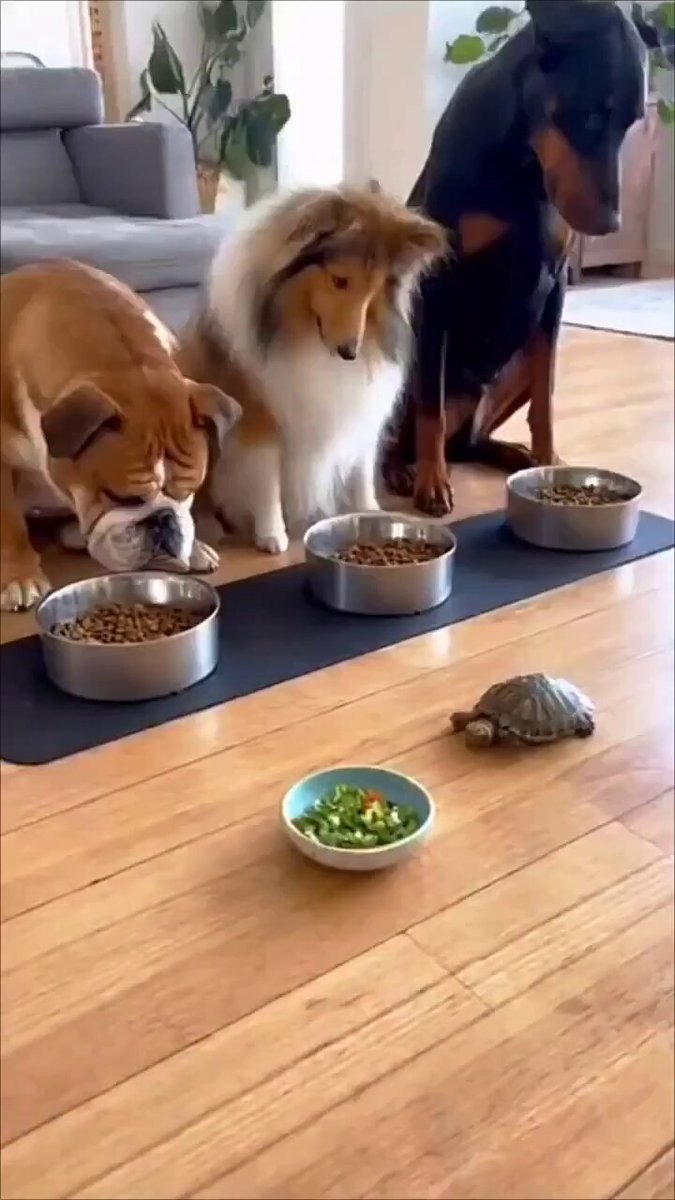 カメさんが来るのを待って、 みんなで一緒に食べましょう