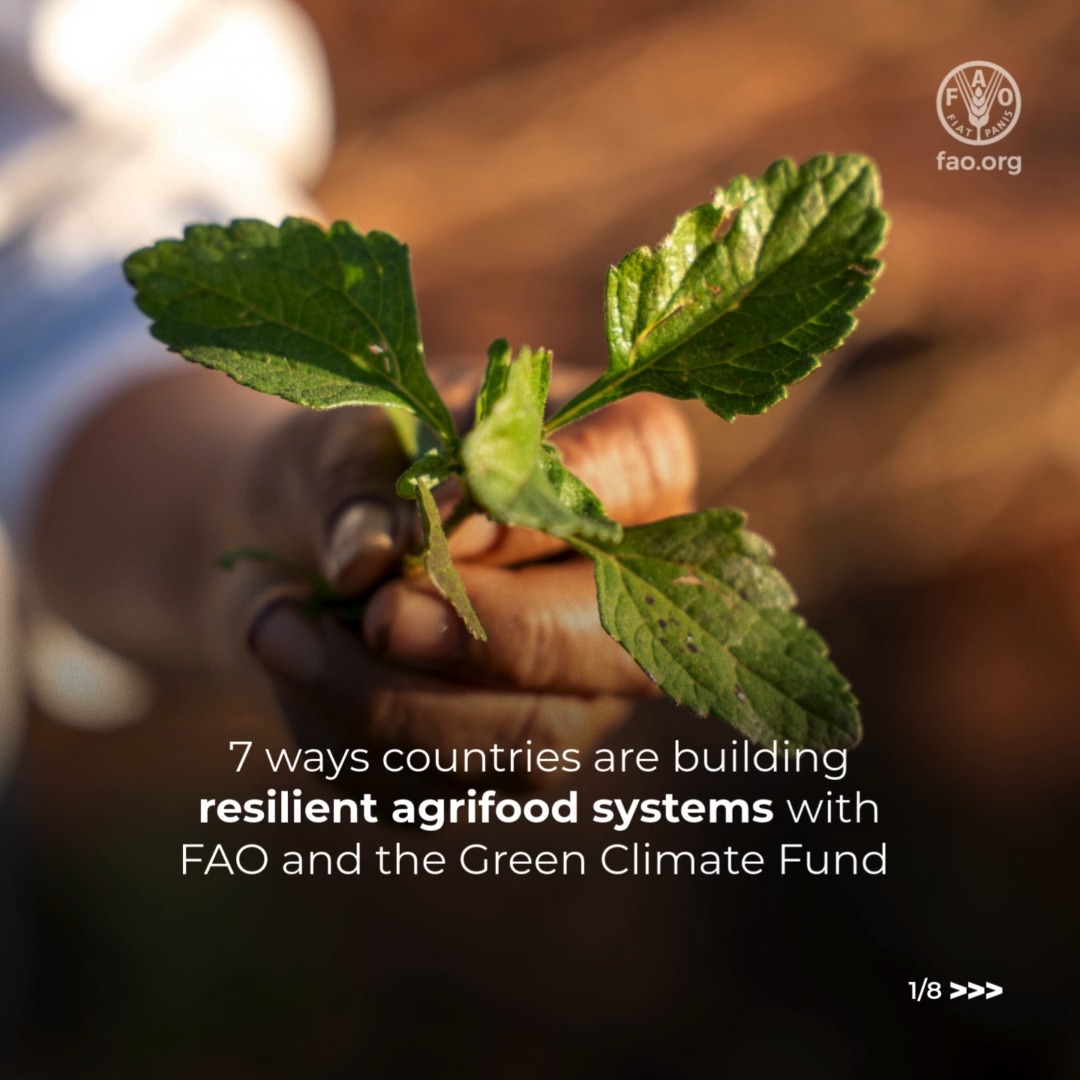 Transitioning towards low-emission, climate-resilient food systems is key to improving the livelihoods of rural communities that depend on natural resources for their well-being. Here are 7 ways @fao - Green Climate Fund are helping 👇