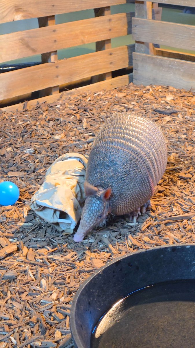 Take a break from scrolling with some Trooper zoomies! 🏃💨 Nine-banded armadillos have poor eyesight, but their incredible sense of smell and hearing help them to explore their environments at top speed!