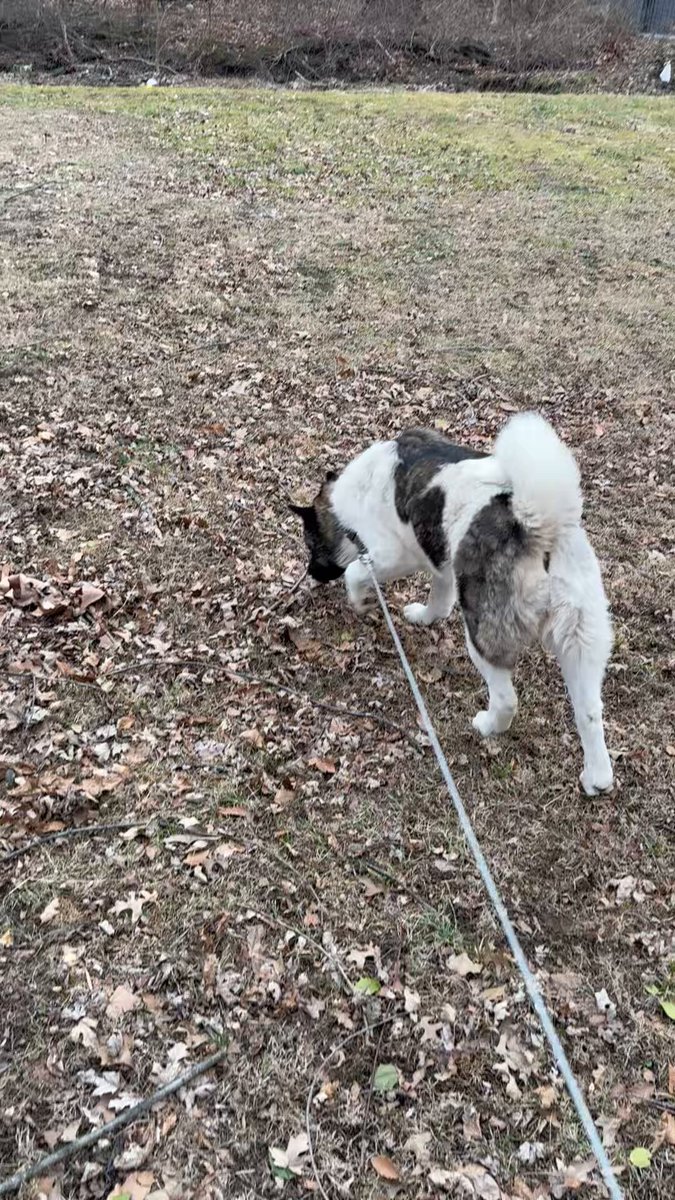 Here is my beautiful American Akita Kona. Experts will say do not buy this dog as your first pet, I did. Here’s what I’ve learned these past two years. She will absolutely kill anyone or anything that comes near my home. She’s extremely loyal and loving. She is insanely strong and agile. She’s extremely intelligent but very stubborn. Like a crazy girlfriend, if you piss her off and don’t show enough attention, she’s going to Amber Heard on your rug. The best choice I ever made was selecting an American Akita. If you’re looking for a dog to protect your family, and Home look no further. A pitbull got loose and ran into my yard when I had her out there for a walk. she jumped in front of me and hit the dog once. I never seen a pitbull run so fast.