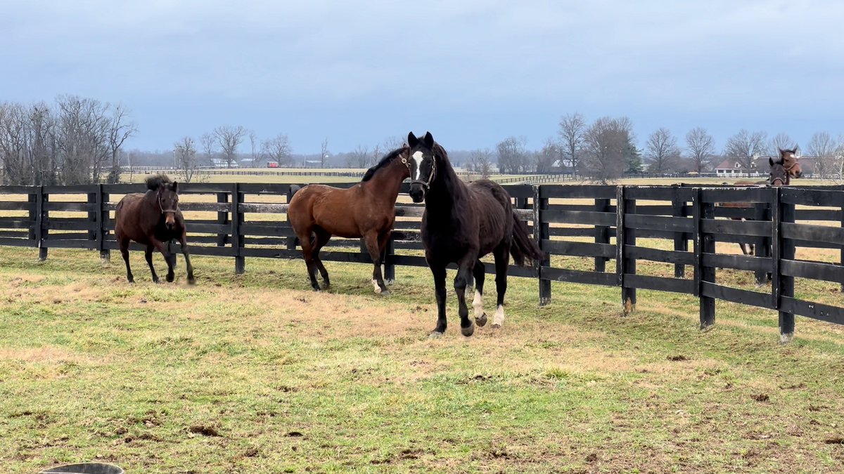 Zenyatta is jumping for joy that one of you will be visiting her at Lane's End Farm! 💜 Bid now ➡️