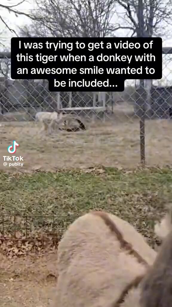 This donkey photo bomb is the best thing you’ll see all day