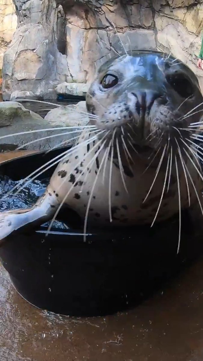 This tub gets the Tongass seal of approval
