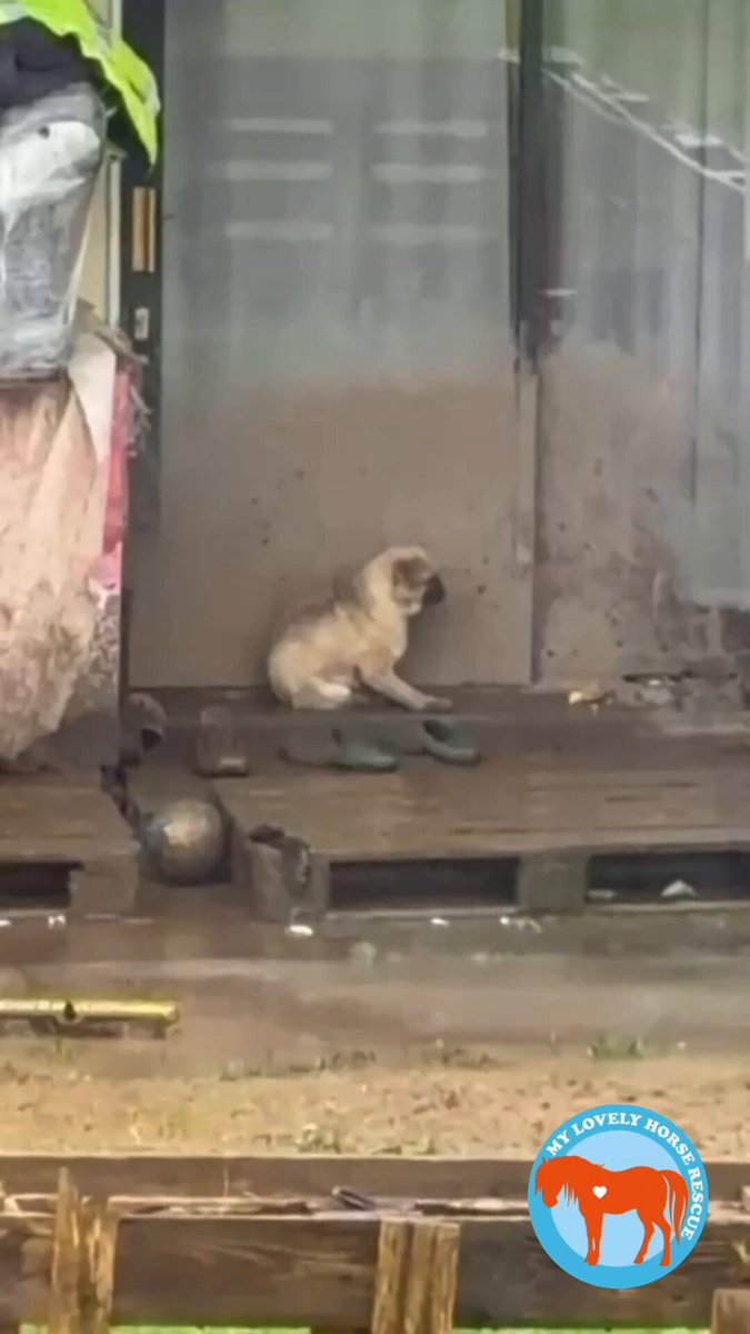 💔💔💔 HEARTBREAKING 💔💔💔 We received videos and photos that left us in tears. How anyone could think this treatment of a little dog was acceptable is beyond us 😡 We immediately contacted An Garda Síochána Limerick and drove over three hours to meet them. We want to sincerely thank Sergeant Dave and his team, their compassion and willingness to help were absolutely incredible. This little guy is now safe. We can’t say more at this time, but this innocent baby pug boy will never have to endure such cruelty again. He had simply existed… cold, wet most days, and freezing at night. A living nightmare 💔 When we hugged him, his little tail started to wag, our hearts just burst ❤️💔 We ask you to PLEASE SUPPORT US, we do all we possibly can to help and save animals 💔 We need you on board ❤️ Thank you from us and little Dave ❤️ Garda Info