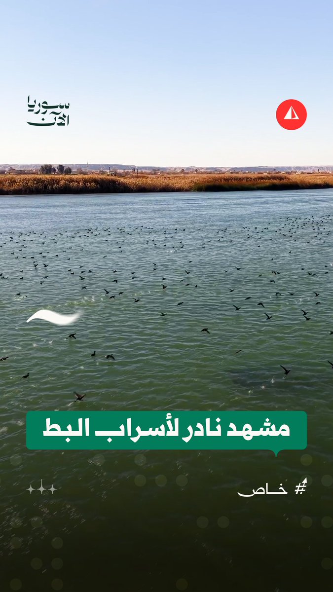 أسراب البط تزيّن مياه الفرات في مشهد غير معتاد