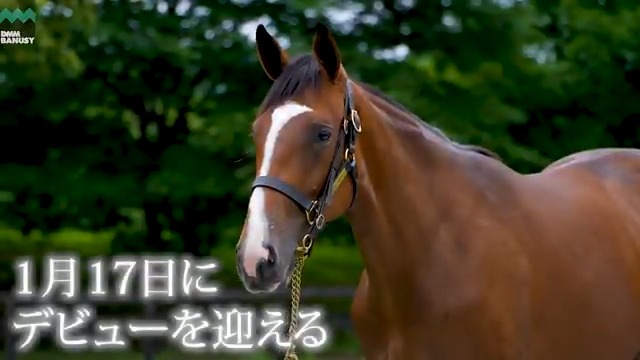 プリュイドール が 1月17日(土) 京都競馬場 第4レース 3歳新馬 (ダート1400m、11:20発走)でデビューします! デビュー戦の前にスペシャル動画をぜひご覧ください! #BanusySpecialMovie #バヌーシー
