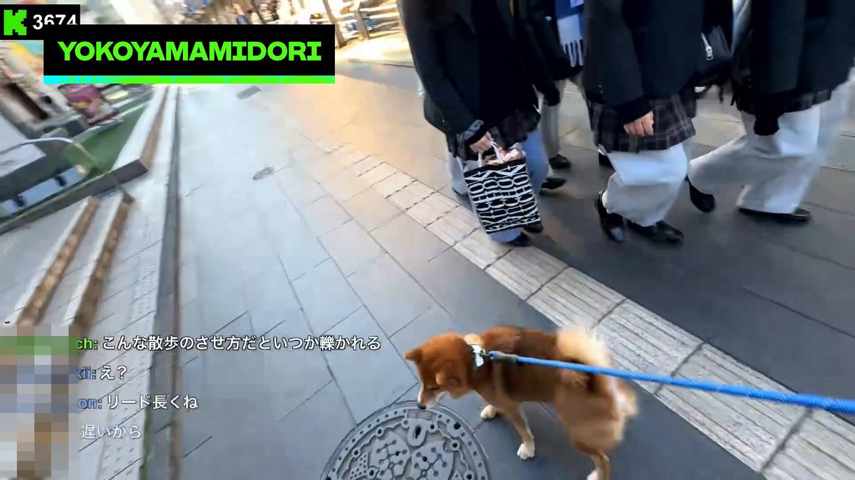 (犬が）かわいい 横山緑（横山緑（本物）)