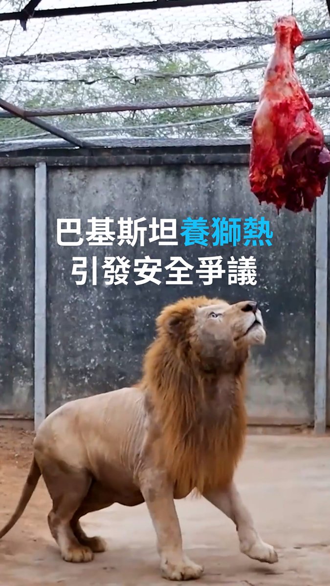 【巴基斯坦“养狮热”引发安全争议】 喜欢家养狗狗和猫咪的人很多,但是敢尝试养狮子当宠物的应该不多。巴基斯坦旁遮普有数百头狮虎被私人合法饲养。支持者和反对者各执一词。
