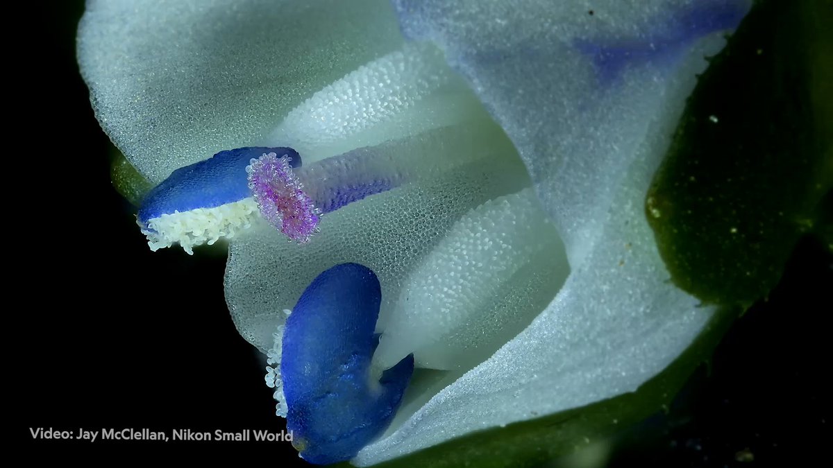 The first-place-winning video in Nikon’s Small World in Motion Competition 2025 documents the self-pollination of a thymeleaf speedwell flower. Filming at 5X magnification, winner Jay McClellan used a custom-built motion-control system to capture the flower.