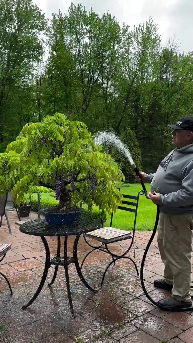 This man’s Bonsai wisteria bloomed for the first time after 30 years
