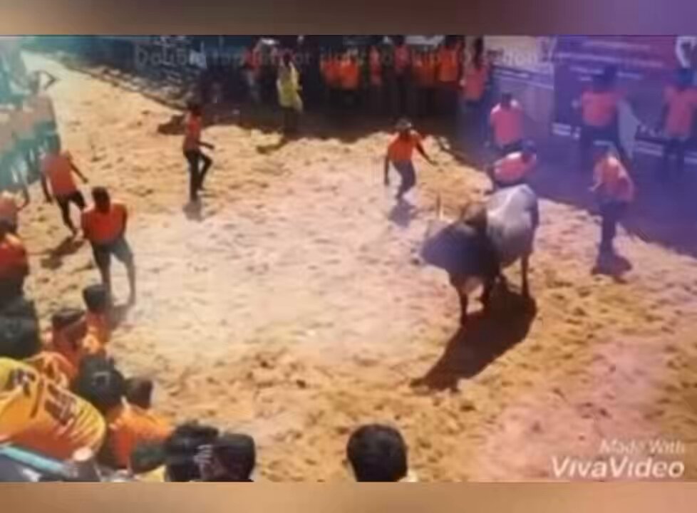 From Indus Valley Civilisation to Present Day Tamil Land, the Legacy of Yeru Thazhuvudhal (Bull Taming) continues It shows the Richness and Continuity of Tamil Civilisation even after facing so many Cultural Attacks &amp; Identify Thefts Tamil: Oldest Language &amp; Civilisation