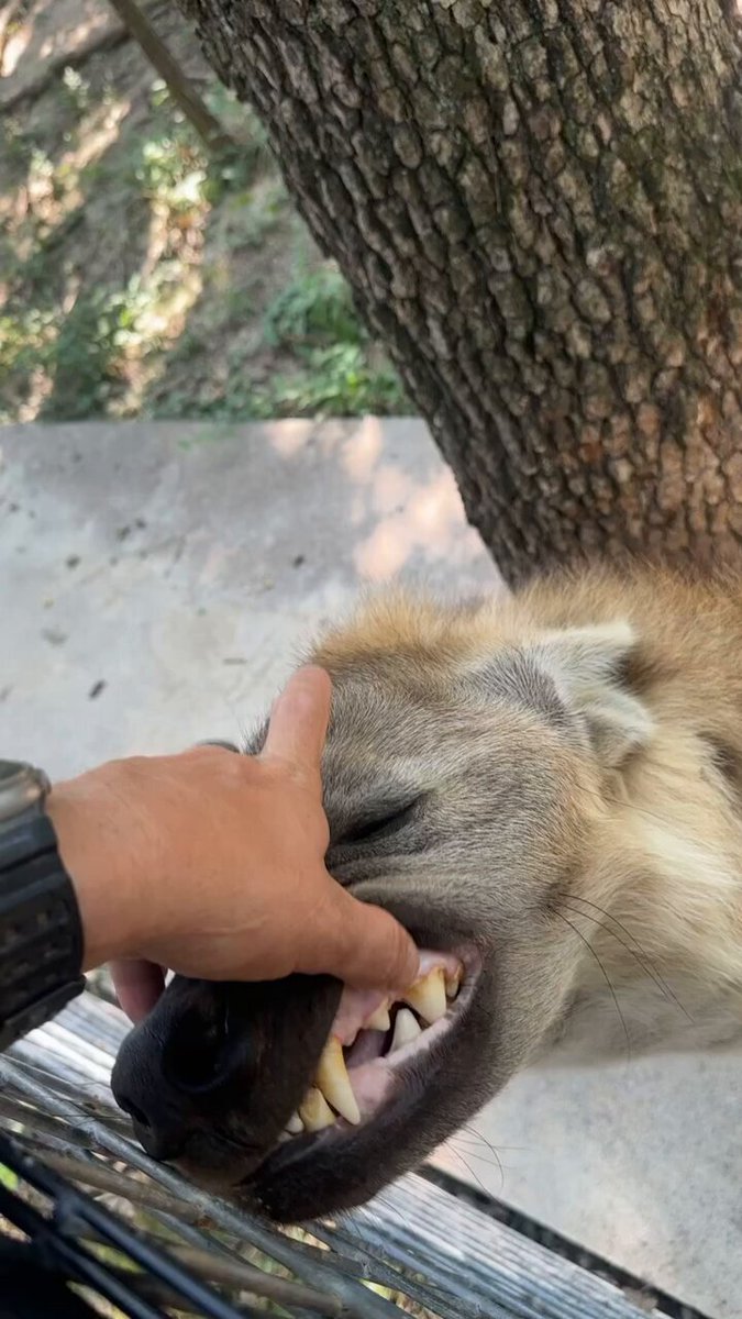 THIS is how you should pet me!