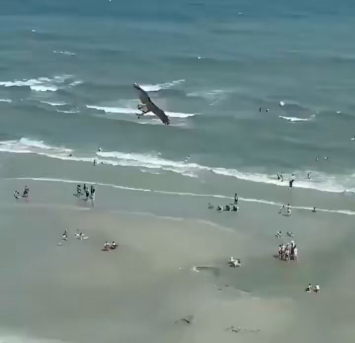 In case you’ve never seen an eagle flying with a shark before.