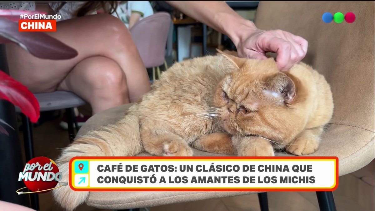 Visitamos un clásico café de gatos en China y vivimos una experiencia única 🐱 🌍 #PorElMundo con MARLEY - ALE WIEBE en Telefe