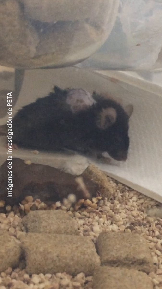 Los experimentos en ratas no resuelven los problemas de salud humana. Estas pruebas fracasan una y otra vez, mientras los animales pagan el precio.