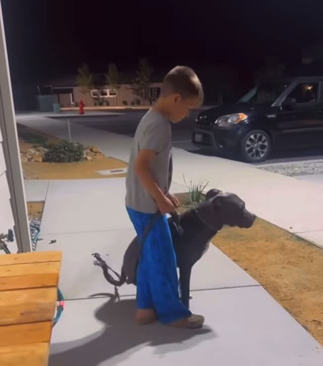 The dog gave so many signals it's about to attack