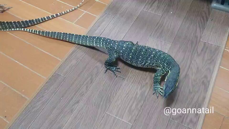 雛たちの中で一番最初にホットマットの使い方を覚えた天才リザードのルクスです。今日も使いこなしてるね！ #グールド雛成長記録2025 #グールドモニター