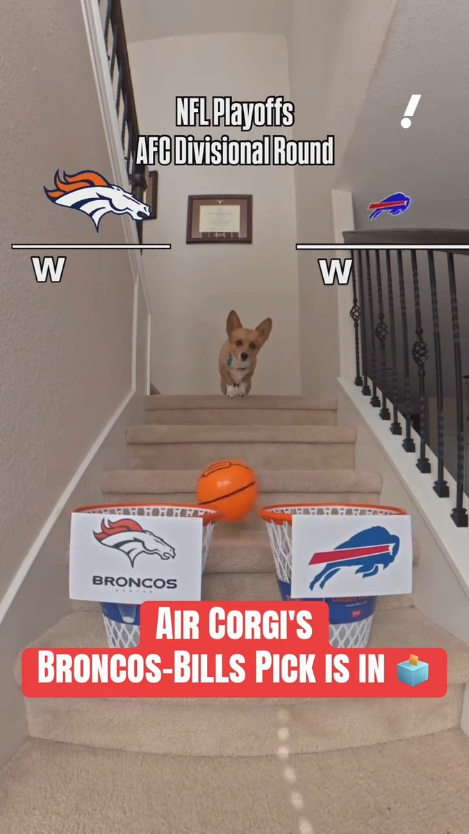 AIR CORGI PICKS THE BILLS