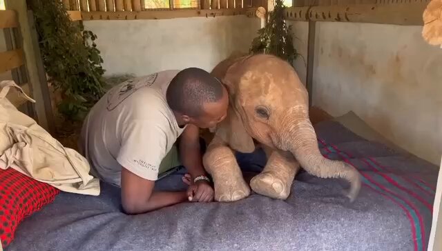 Thanks to you, Kenya's orphaned elephants always have a place to call home. A safe space where we can help them overcome physical and emotional trauma, allowing them to sleep peacefully in the knowledge they are protected by family. For the very youngest orphans, that looks like having a Keeper beside them through the night. Not in the next room, but right there – sleeping above them, waking for feeds, offering comfort. Donations and adoptions enable us to offer this level of care, giving rescued elephant calves 24/7 Keeper attention at the time in their lives when they need it most. Find out more: