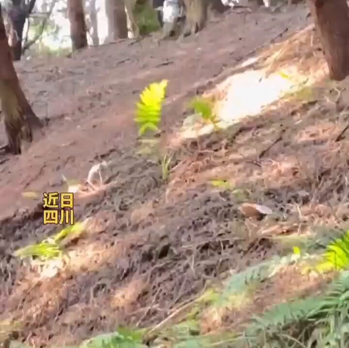 近日，四川南充，网友拍到两株小草在阳光下，被微风吹动摇晃，如同在欢快舞蹈，又像是在摇头晃脑快乐交谈。🌿🌿 网友：下辈子我们就当两株小草吧，一起无忧无虑的晒太阳。🌞
