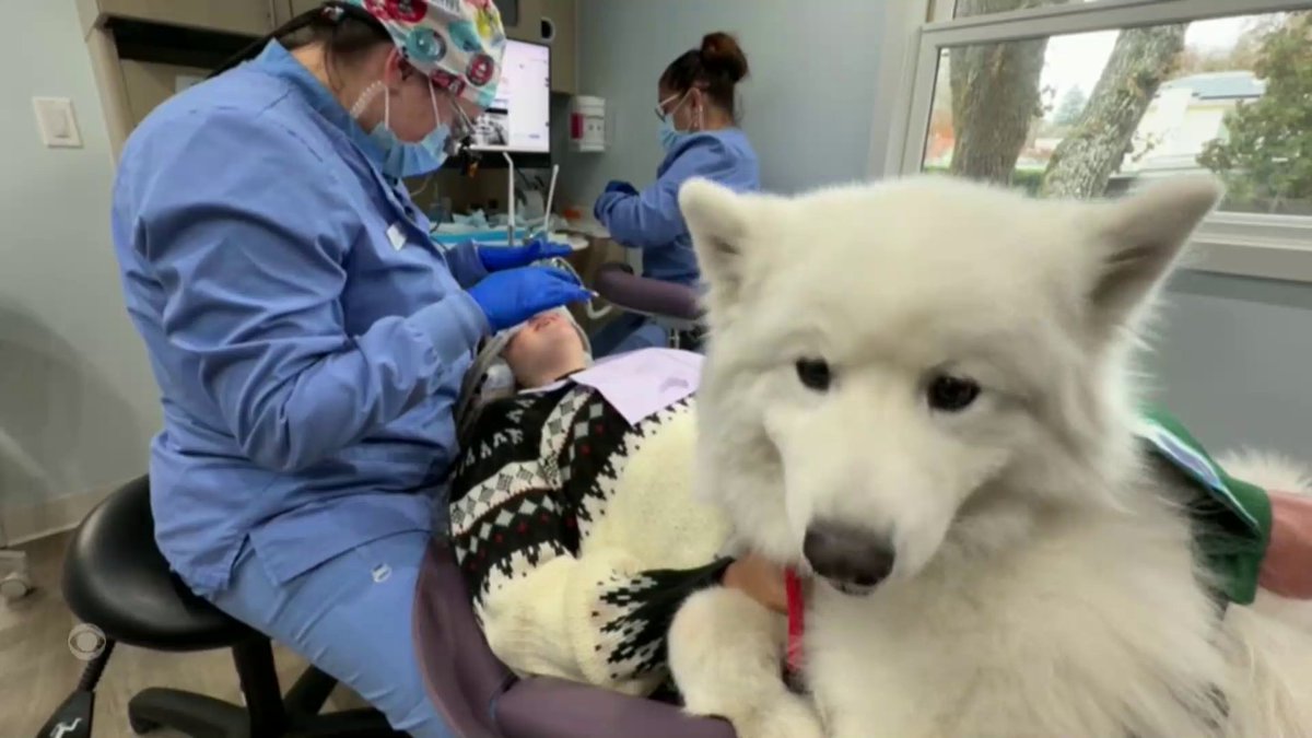 For many, a trip to the dentist can be nerve-wracking. This California doctor found a solution with four legs and a tail.