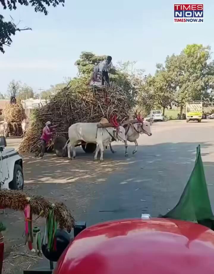 गाय हमारी माता है..!! लेकिन बैल उसका क्या? — वो लेबर है उससे इतना काम लो कि बोझ तले मर ही जाए। PETA India एक नजर आपको इधर भी डालनी चाहिए। TIMES NOW