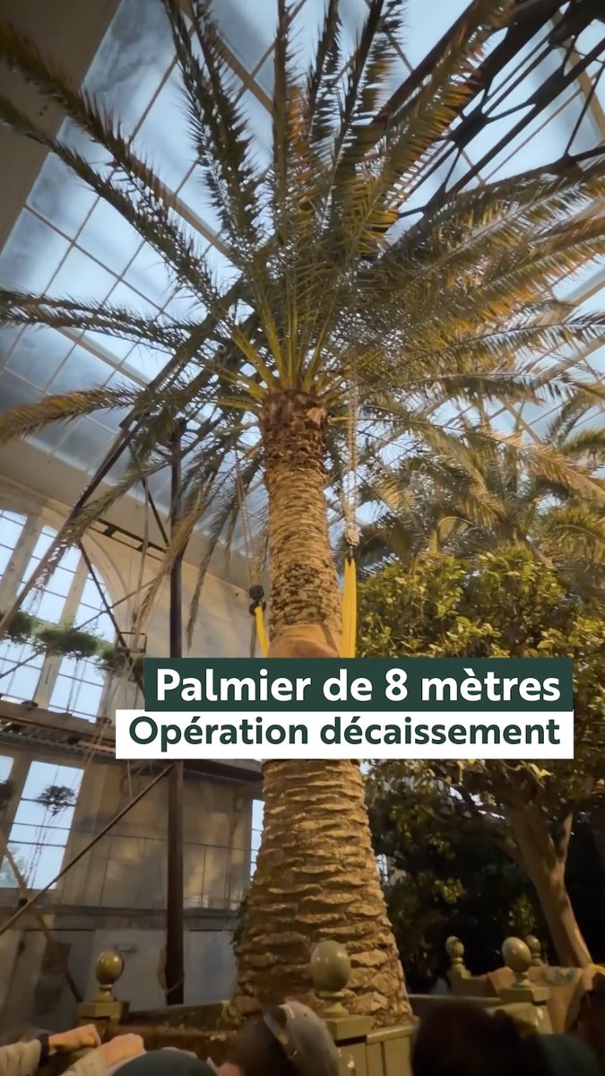 💪 Opération décaissement d’un palmier Les palmiers vivent de longues années en caisse, jusqu’au moment de leur décaissement. Cette opération permet de renouveler le substrat et d’offrir aux racines davantage d’espace pour s’épanouir. Et pour réaliser ce décaissement, il faut de la force, beaucoup de force de nos jardiniers !
