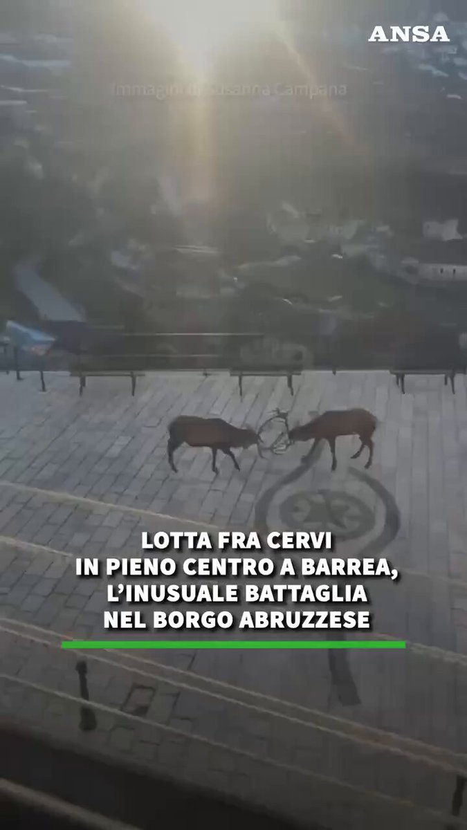 In the Italian town of Barrea, passers-by witnessed a battle between deer right on the street The animals locked antlers during the mating season and fought, completely ignoring the people around them.