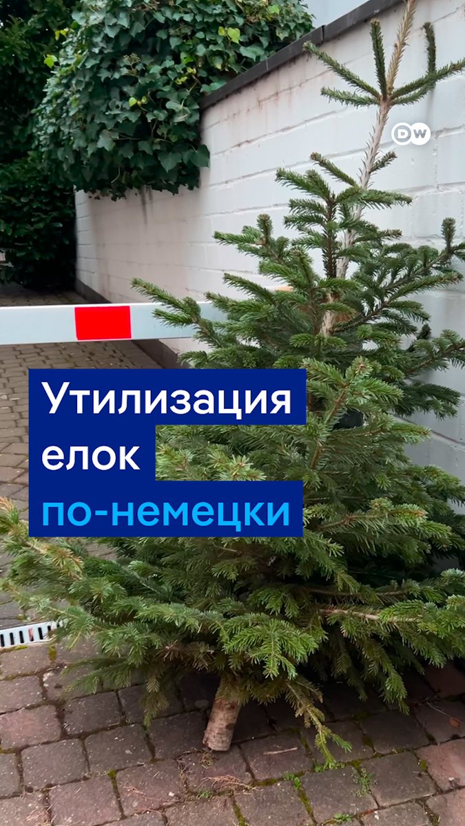 Праздники закончились, и пора задаться главным вопросом: сколько еще будет стоять елка. В Германии с этим одновременно строго и просто - елку утилизируют за вас, если выставить дерево на улице в заранее обозначенные дни