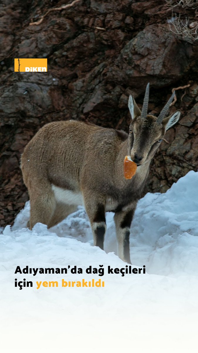 Adıyaman’da etkili olan kar yağışı nedeniyle yüksek kesimlerde beslenmekte güçlük çeken dağ keçilerine yem ve ekmek verildi.