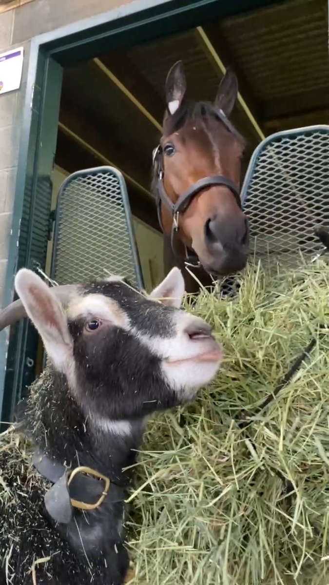 2026 Mission: Befriend all the racetrack goats 💜 🐐