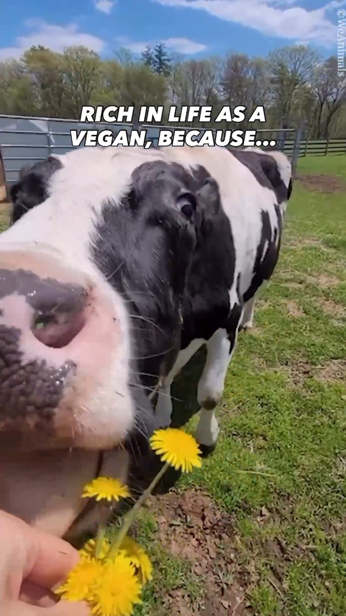 It’s simple: go vegan and be rich in life, too.