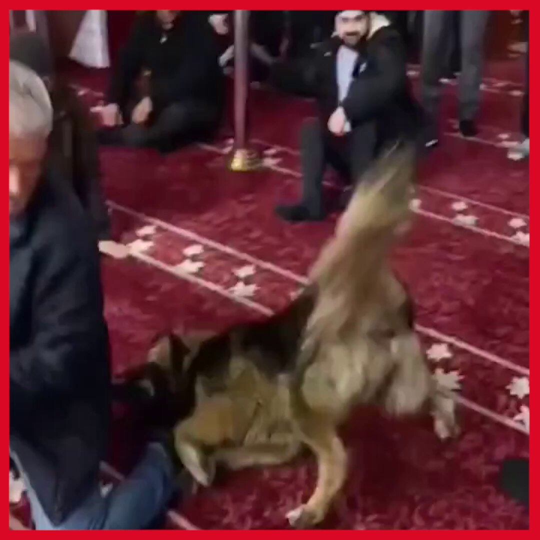 انتقادات في تركيا بسبب دخول كلب إلى مسجد كوبرباشي أولو بمحافظة زونغولداك قبل صلاة الجمعة حيث انه لا يجوز تربيتهم الا للصيد او الحراسة ولا يجوز ادخالهم المنزل، فما بالك بدخوله للمسجد !!!!