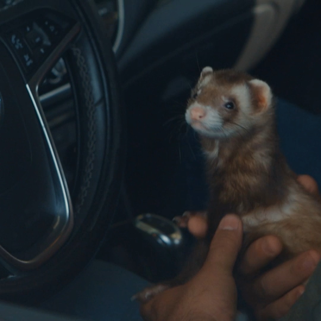 This ferret might not be able to cross the border back into the United States...😬 Catch a new #Contraband: Seized at the Border tonight at 8P on Discovery