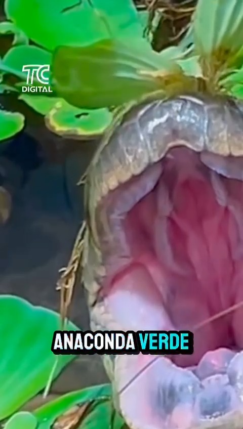 Ecuador es tendencia mundial: en plena Amazonía aparece la anaconda verde del norte, justo durante la grabación de un documental. Se trata de una de las serpientes más grandes y poderosas del planeta. @elainesanchezvalle #ElNoticiero #TrabajandoPorEcuador